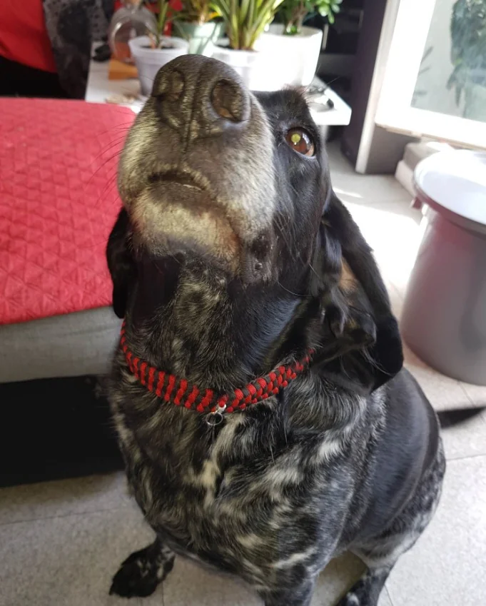 Chien heureux portant son collier tressé en paracorde Tres-Sages